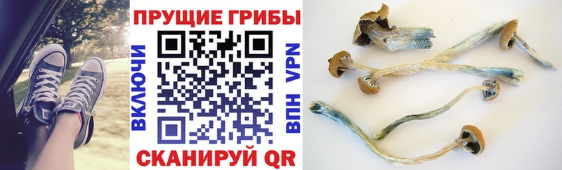 дарк нет наркотические препараты Сураж Галлюциногенные грибы ЛСД